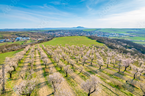 Almond tree orchard near Hustopece city in bloom. Landscape view near Palava hills  south moravia region. Beautiful spring weather during sunset.