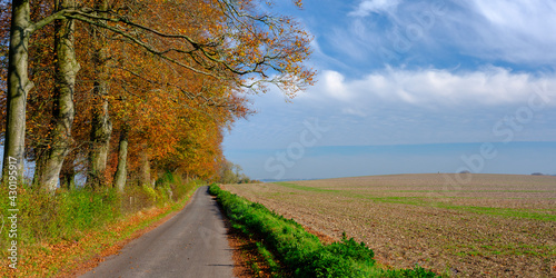 Avenue of beech trees in autumn colours on Wheely Down in the South Downs National Park, Hampshire