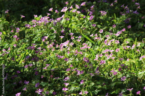 Fototapeta Naklejka Na Ścianę i Meble -  field of flowers