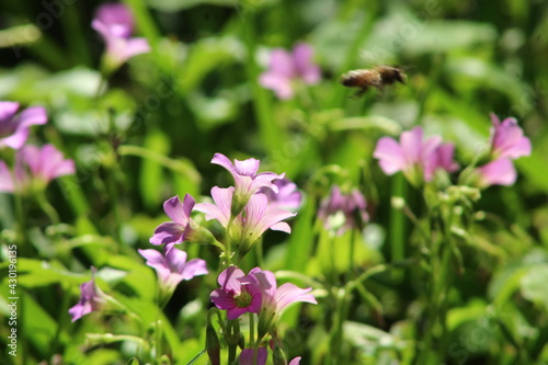 bee on a flower