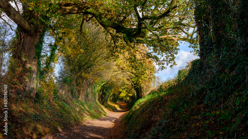 Autumn tunnel of trees on Stane Street near Halnaker, West Sussex, UK