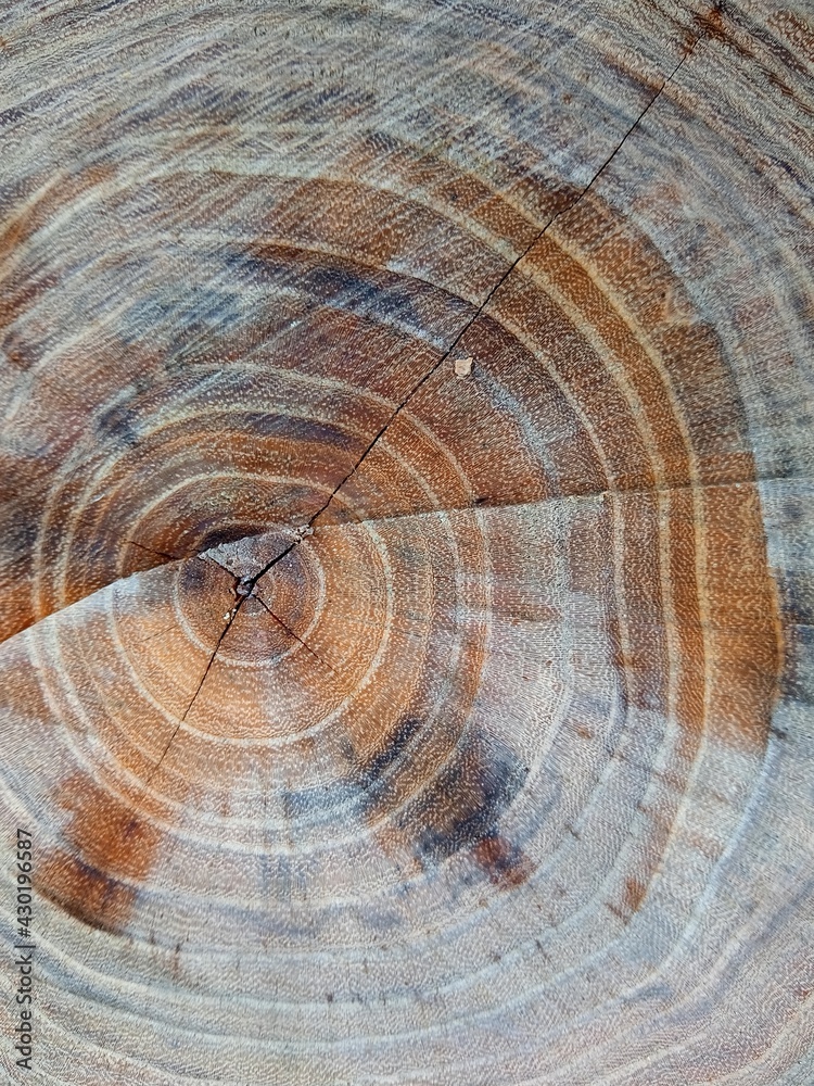 Naklejka premium cross section of tree trunk
