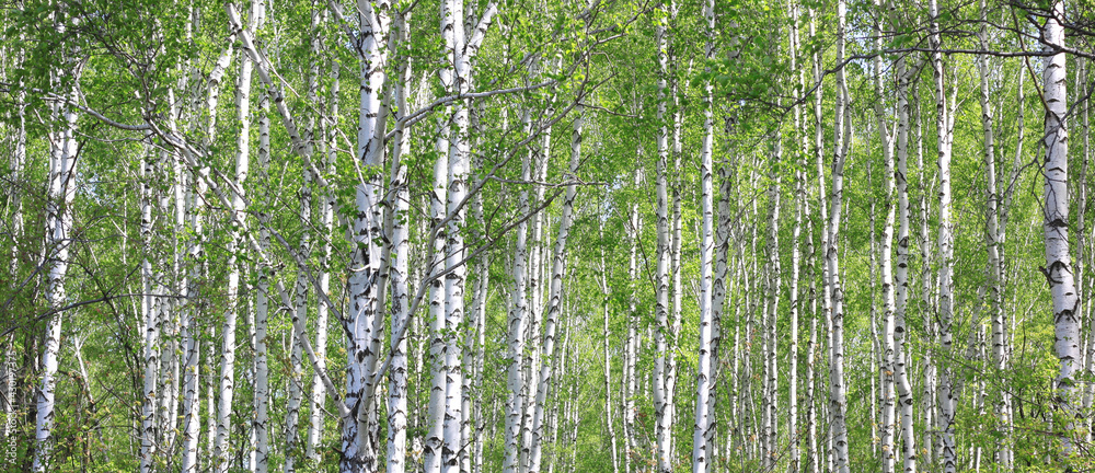 Young birch with black and white birch bark in spring in birch grove against background of other birches Young birch with black and white birch bark in spring in birch grove against background of other birches