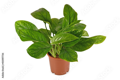 Tropical 'Monstera Pinnatipartita' houseplant with young leaves without fenestration in flower pot isolated on white background