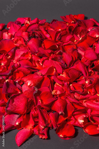 Fresh red roses petals background