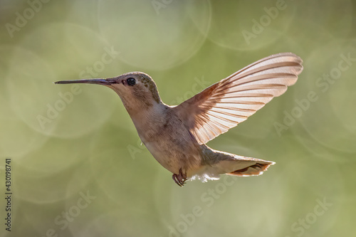 close up of hummingbird in flight