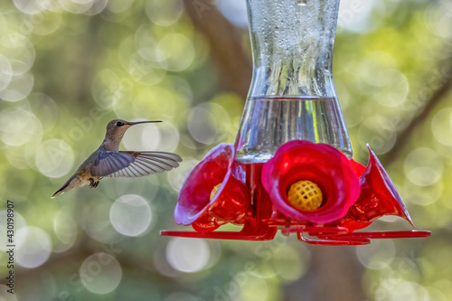 hummingbird feeding on feeder
