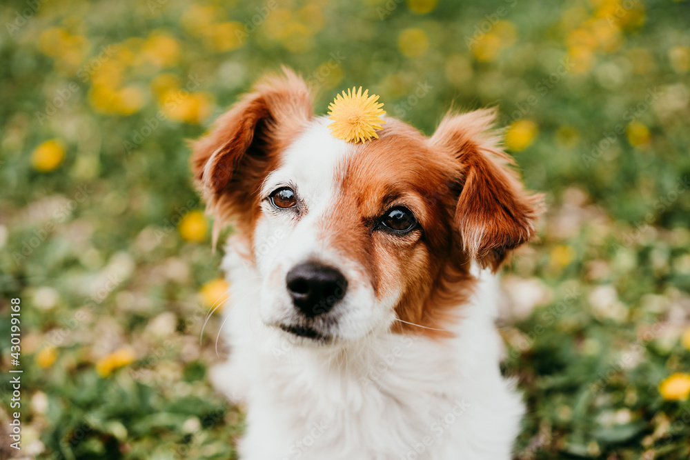 cute jack russell dog with yellow flower on head. Happy dog outdoors in nature in yellow flowers park. Sunny spring