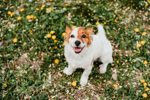 cute jack russell dog with yellow flower on head. Happy dog outdoors in nature in yellow flowers park. Sunny spring