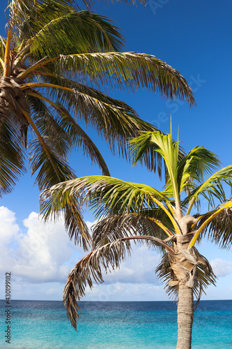 Couple palm trees close to turquoise sea water. © Vitalina