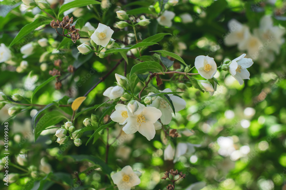 Philadelphus coronarius sweet mock-orange white flowers in bloom on shrub branches, flowering English dogwood ornamental plant Philadelphus coronarius sweet mock-orange white flowers in bloom on shrub branches, flowering English dogwood ornamental plant