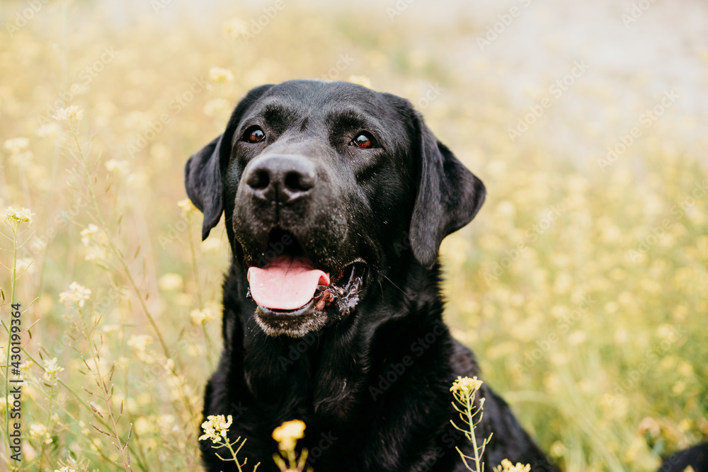 Happy Black labrador dog outdoors in nature in yellow flowers meadow. Sunny spring