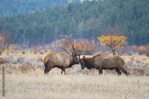 battling bull elk during elk rut
