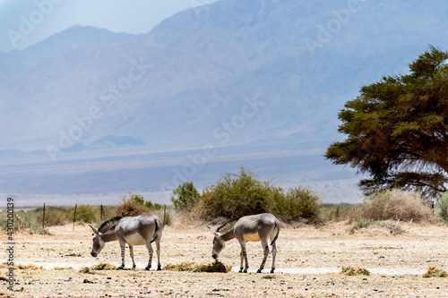 Somali wild donkey (Equus africanus) in nature reserve of the Middle East. This species is extremely rare both in nature and in captivity