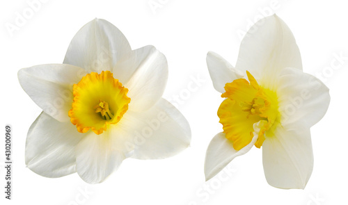 White daffodil set on white isolated background. Nature photo