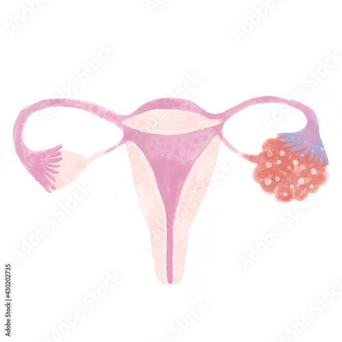 Female reproductive system. Isolated illustration on a white background.