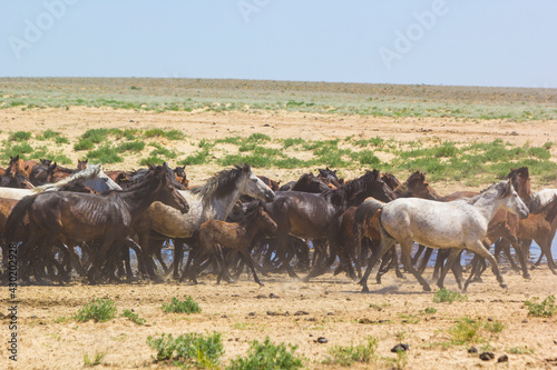 horses at a watering hole in the desert of Central Asia