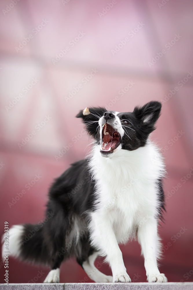 border collie dog catch yummy on pink background