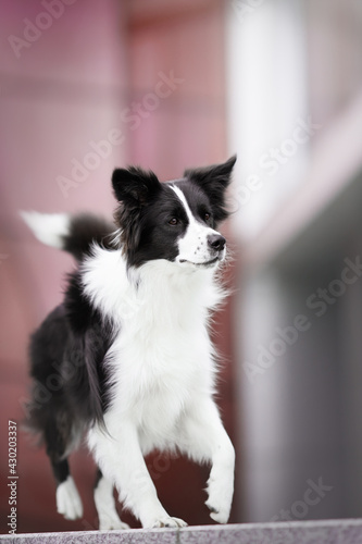 Fototapeta Naklejka Na Ścianę i Meble -  border collie dog run on pink background