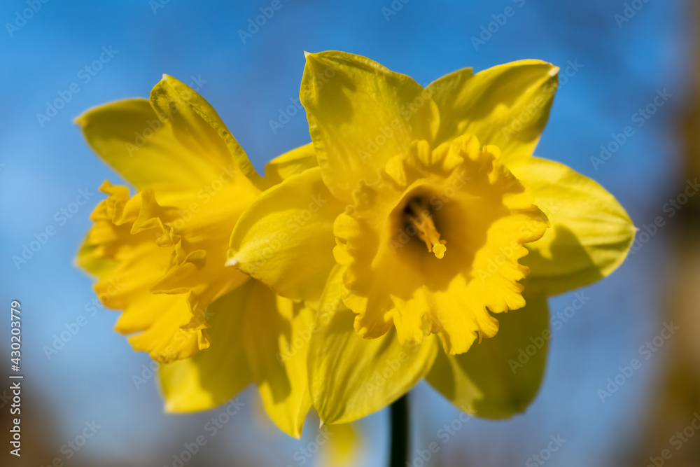 Narzissen Narcissus Blume Blüte gelb intensiv Sonne Licht blauer Himmel Frühling Ostern Garten Zwiebeln Bote Kontrast Sauerland Deutschland Botanik floral Stempel Staubgefäße Bestäubung Bienen Pollen Narzissen Narcissus Blume Blüte gelb intensiv Sonne Licht blauer Himmel Frühling Ostern Garten Zwiebeln Bote Kontrast Sauerland Deutschland Botanik floral Stempel Staubgefäße Bestäubung Bienen Pollen