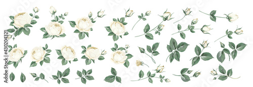 Set of differents roses on white background.