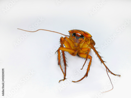 Cockroach, White Background, Insect, American Cockroach, White Color