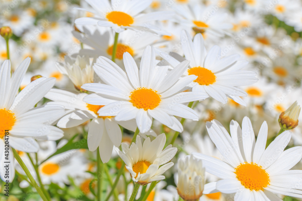 Fototapeta premium White daisy flower field. with yellow pollen.
