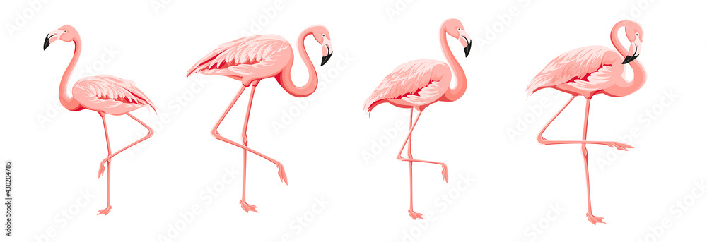 Set of differents flamingo on white background. - obrazy, fototapety, plakaty 