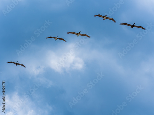 A flock of pelicans in the blue sky looking for fish over the Atlantic Ocean