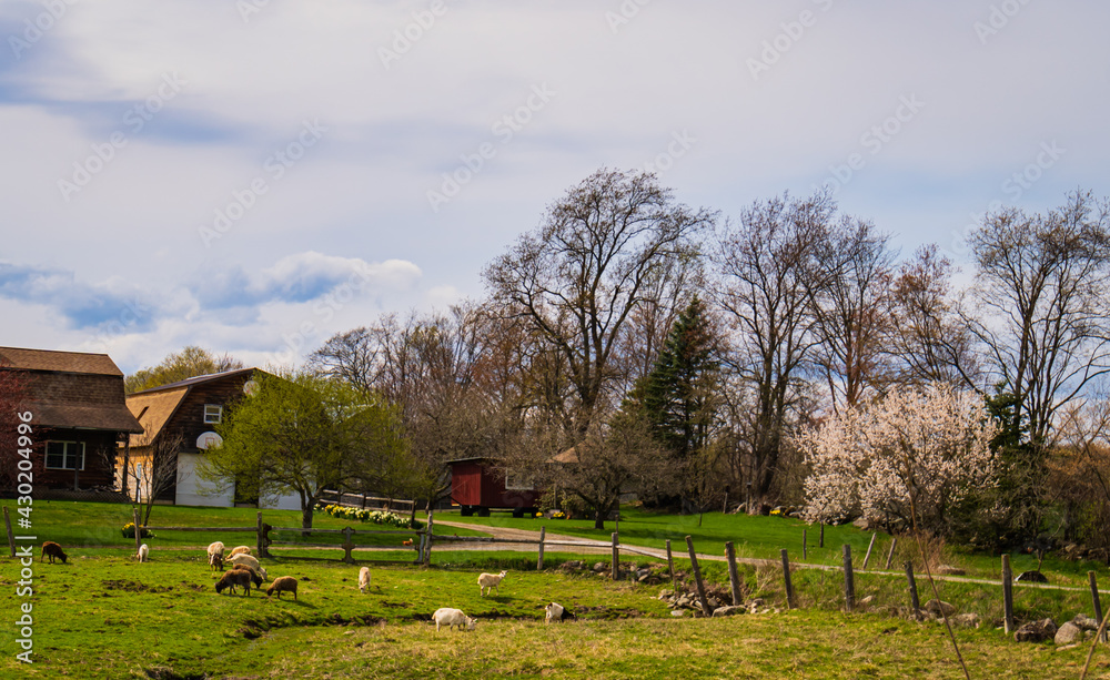 Vermont farm in spring with goats and sheep 
