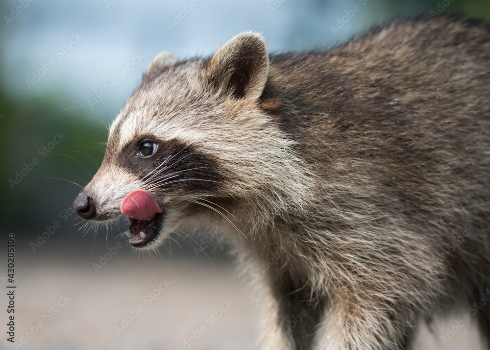 Fototapeta premium A raccoon licks its lips following a tasty treat at Lynde Shores Conservation Area at Whitby, Ontario