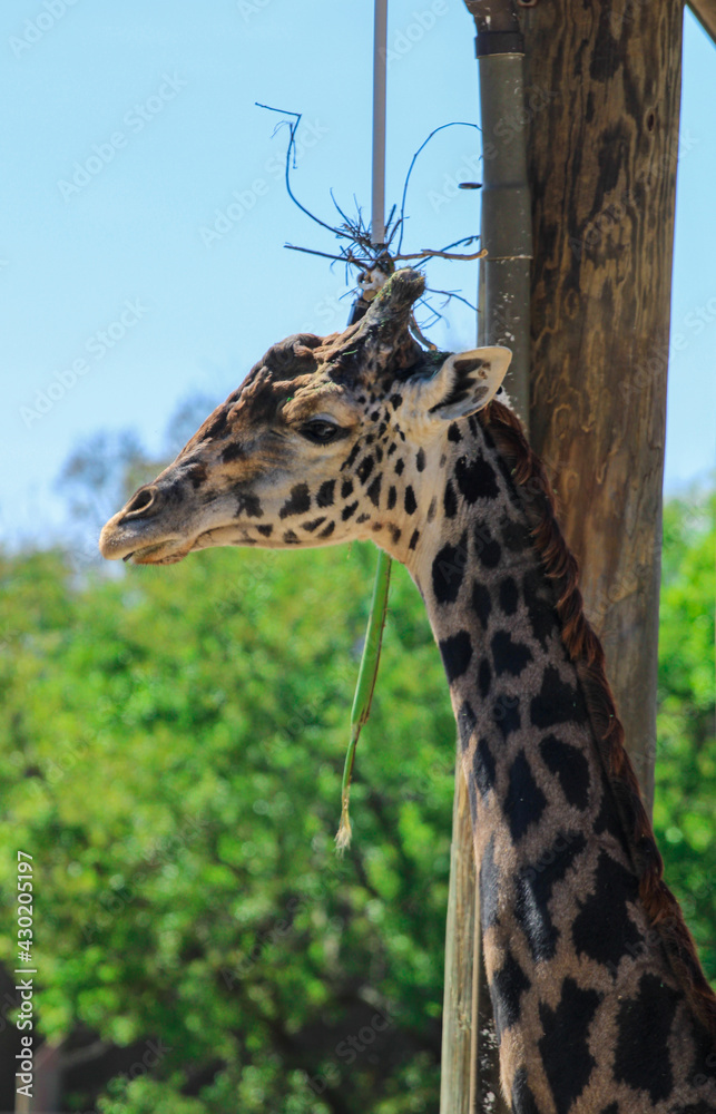 Obraz premium Portrait of a Giraffe
