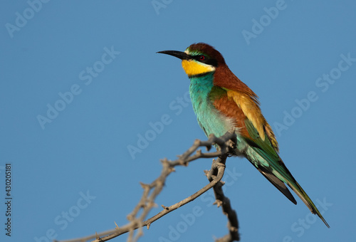 Portrait of a European bee-eater perched on tree, Bahrain © Dr Ajay Kumar Singh