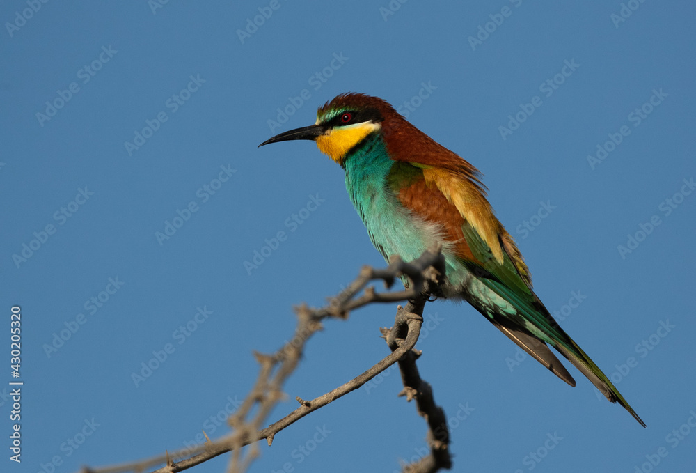 Fototapeta premium Closeup of European bee-eater perched on a tree, Bahrain
