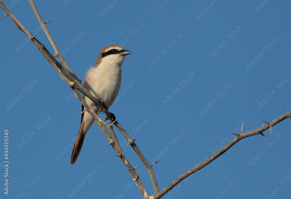 Red-tailed Shrike perched on a acacia twig, Bahrain Red-tailed Shrike perched on a acacia twig, Bahrain