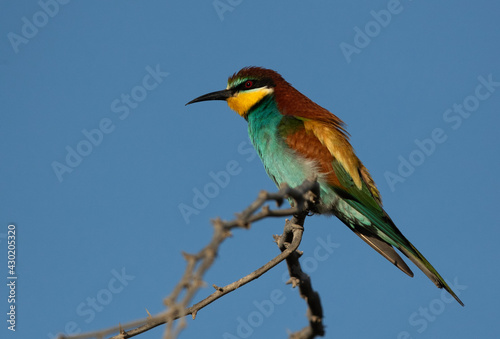 Closeup of European bee-eater perched on a tree, Bahrain