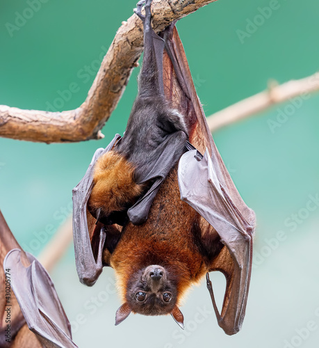 Close up of a female Indian flying fox with pup (Pteropus medius) photo