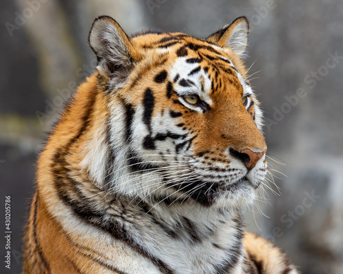 Fototapeta Naklejka Na Ścianę i Meble -  Close up view of a Siberian tiger (Panthera tigris altaica)