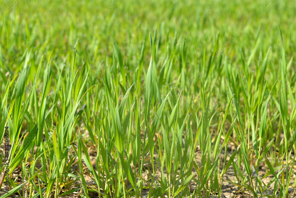 young leaf of wheat growing in a field in spring