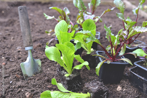 shovel planting in the soil in garden next to seedling of lettuce growing