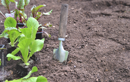shovel planting in the soil in garden next to seedling of lettuce and beet gr...