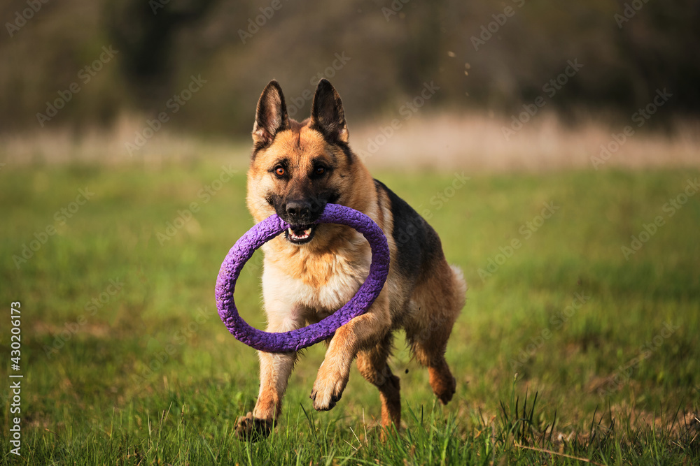Dog plays with toys in nature. Active games with dog. German shepherd dog runs through green clearing in park and enjoys life. Dog plays with toys in nature. Active games with dog. German shepherd dog runs through green clearing in park and enjoys life.