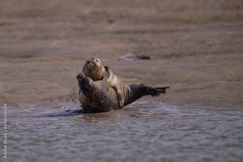 Fototapeta premium Ça bastonne chez les phoques