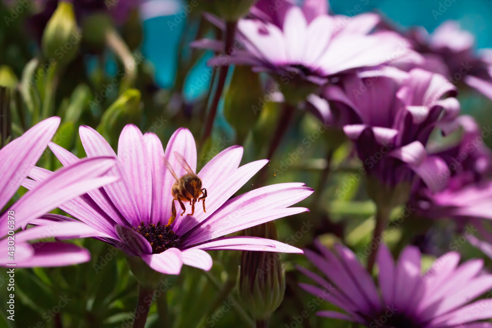 One bee takes off from a purple osteospermum flower and is loaded with pollen. A blue swimming pool at the background One bee takes off from a purple osteospermum flower and is loaded with pollen. A blue swimming pool at the background