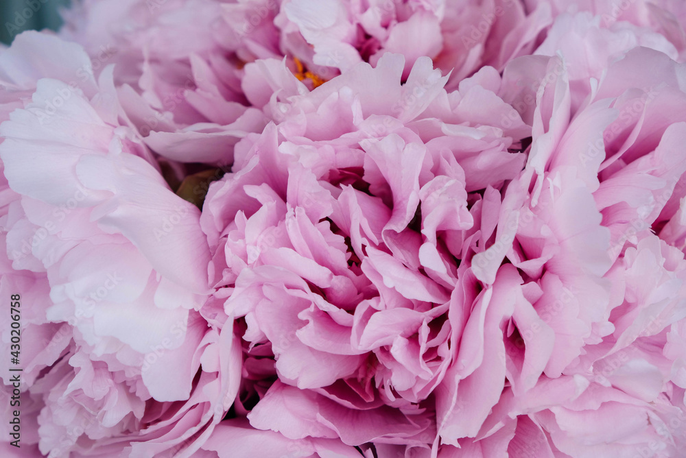 Heap of beautiful fresh pink blooming peonies with fluffy petals, close up. Floral spring or summer texture for background.