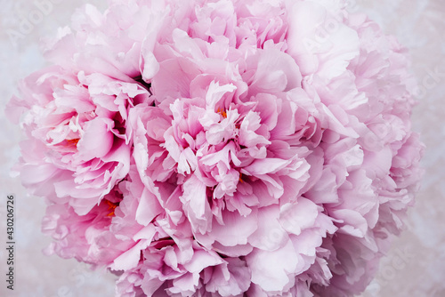 Mono bouquet of fresh pink beautiful peony flowers in full bloom on beige background  top view  close up. Spring or summer blooms.