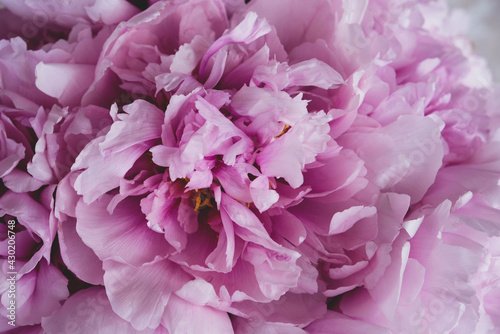 Heap of beautiful fresh pink blooming peonies with fluffy petals  close up. Floral spring or summer texture for background.