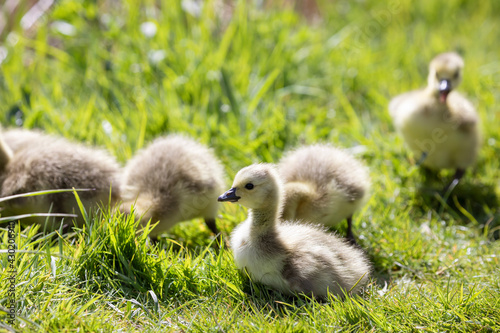 Family of young Canada Goose with newly hatched goslings © Magdalena Bujak