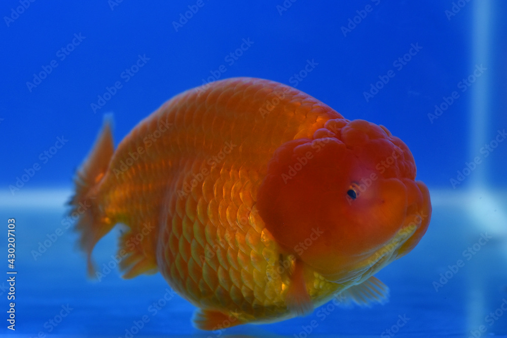 goldfish in aquarium on blue background goldfish in aquarium on blue background