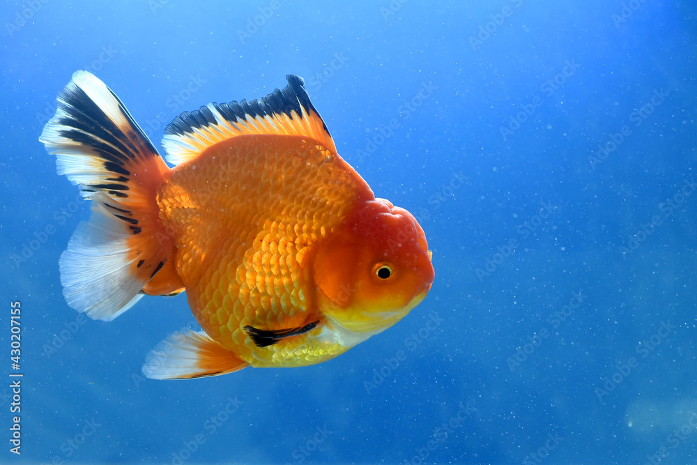 goldfish in aquarium on blue background goldfish in aquarium on blue background